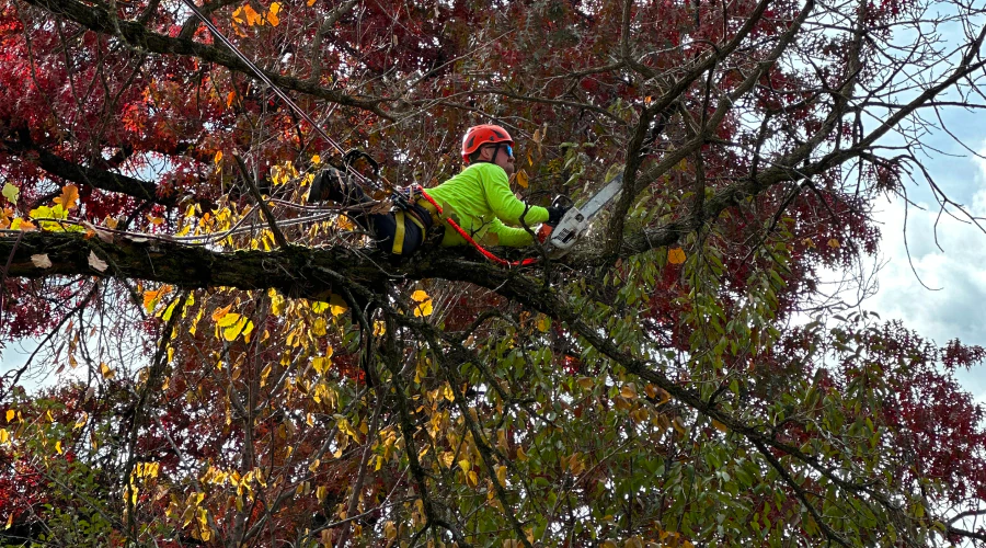 tree trimming